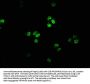 FOXN4 Antibody