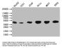 DGAT2 Antibody