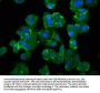 NEDD4L Antibody