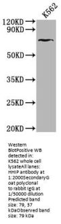 HHIP Antibody