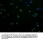 OR2M2 Antibody