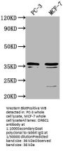 OR6C1 Antibody