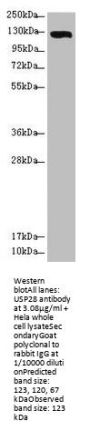 USP28 Antibody
