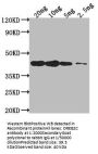 DREB2C Antibody
