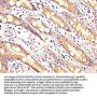 ARHGAP18 Antibody