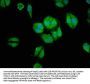ARHGAP18 Antibody