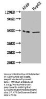 MFSD4A Antibody