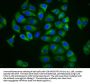 MFSD4A Antibody