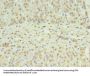 SLC22A24 Antibody