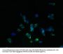 SLC22A24 Antibody