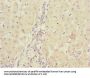 CBR4 Antibody