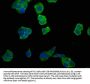 NGEF Antibody