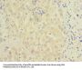 BEND7 Antibody