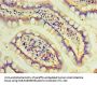DAND5 Antibody