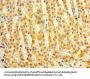 DAND5 Antibody
