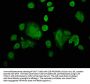 ZIC4 Antibody