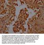 BHLHE23 Antibody
