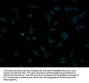 OR5T2 Antibody