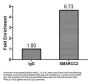 SMARCC2 Antibody