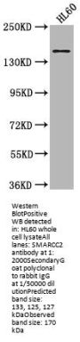 SMARCC2 Antibody