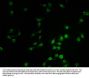 SMARCC2 Antibody