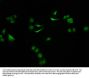 SMARCC2 Antibody