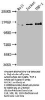 MICAL1 Antibody