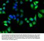 MICAL1 Antibody