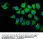 PPP1R13L Antibody