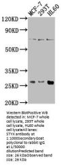 STYX Antibody
