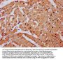 SNX33 Antibody