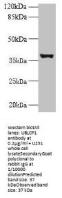 UBLCP1 Antibody