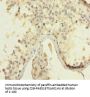 Rabbit anti-human High mobility group protein B4 polyclonal Antibody(HMGB4)