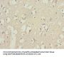 PIK3R3 Antibody