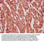 TOP1MT Antibody