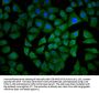 MKL1 Antibody