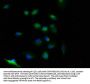 OTULIN Antibody