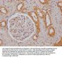 FGGY Antibody