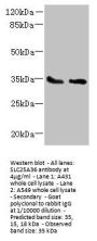 SLC25A36 Antibody