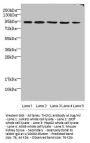 THOC1 Antibody