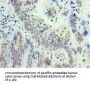 THOC1 Antibody
