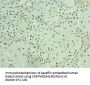 THOC1 Antibody