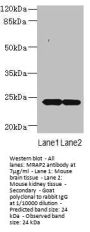 MRAP2 Antibody