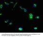 MRAP2 Antibody