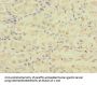 FCRL2 Antibody
