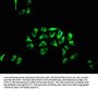 APOLD1 Antibody