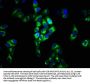 FCRL3 Antibody