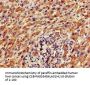 FAM111A Antibody