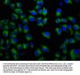 FCRL5 Antibody