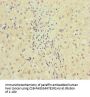 MCCC1 Antibody